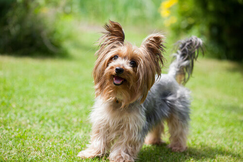 Cagnolino yorkshire sul prato