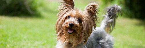 Cagnolino yorkshire sul prato