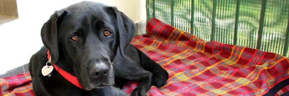 Il cane guida Tessa