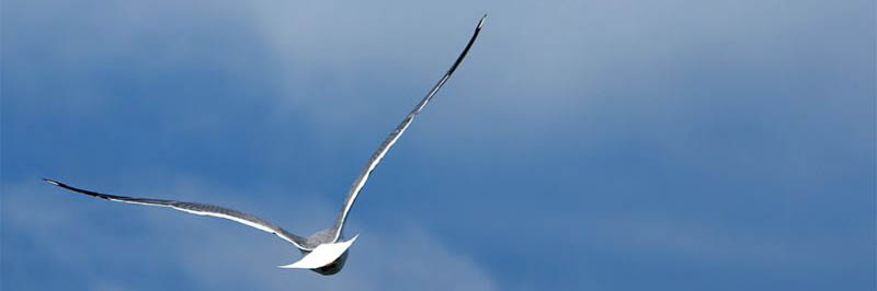 Gabbianella in volo