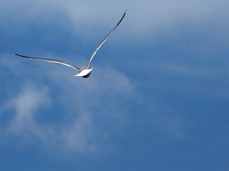 Gabbianella in volo
